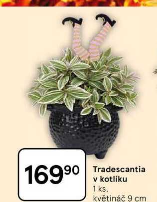Tradescantia v kotlíku 1 ks, květináč 9 cm 