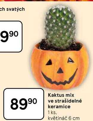Kaktus mix ve strašidelné keramice 1 ks, květináč 6 cm