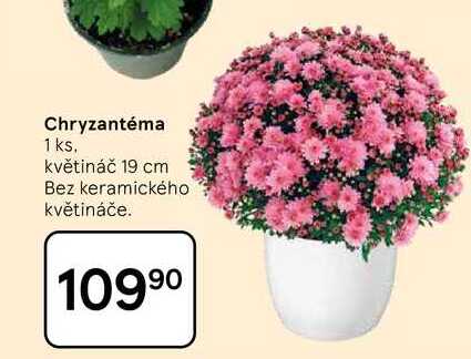 Chryzantéma, 1 ks. květináč 19 cm