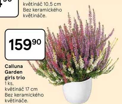 Calluna Garden girls trio, 1 ks. květináč 17 cm