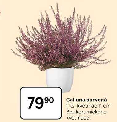 Calluna barvená, 1 ks, květináč 11 cm