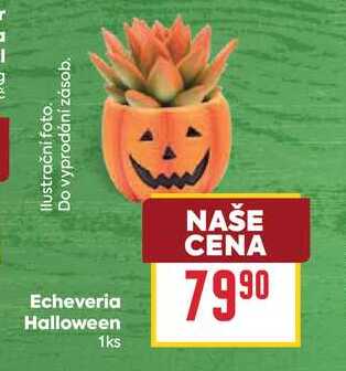 Echeveria Halloween 1ks 