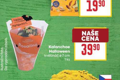 Kalanchoe Halloween květináč 7 cm 1 ks