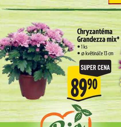 Chryzantéma Grandezza mix, pr. květináče 13 cm