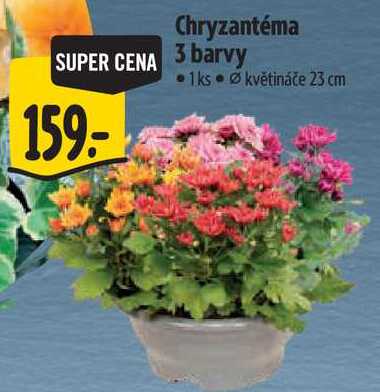 Chryzantéma 3 barvy