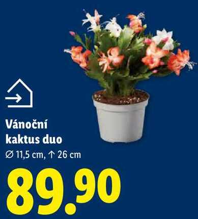 Vánoční kaktus duo