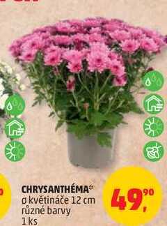 CHRYSANTHÉMA o květináče 12 cm různé barvy, 1 ks 