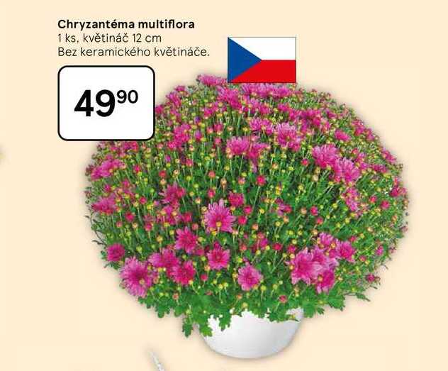 Chryzantéma multiflora, 1 ks, květináč 12 cm 