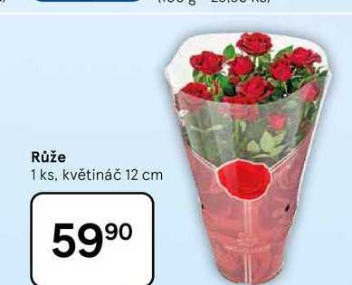 Růže, 1 ks, květináč 12 cm  