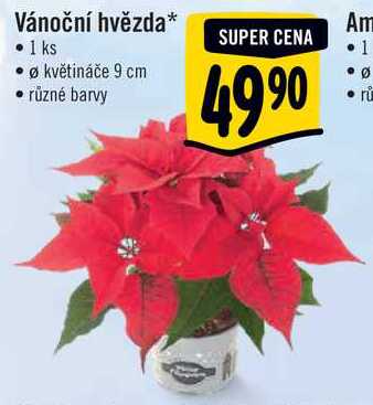 Vánoční hvězda