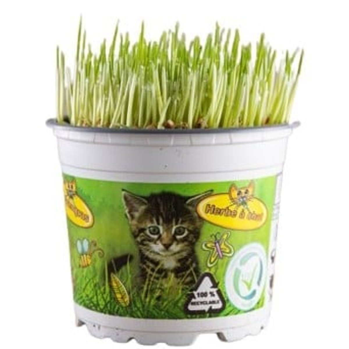 Kočičí tráva Ø květináče 12 cm