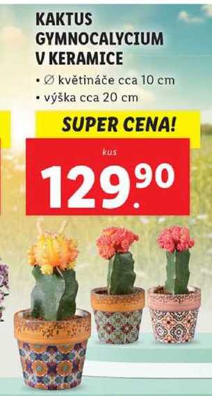 KAKTUS GYMNOCALYCIUM V KERAMICE