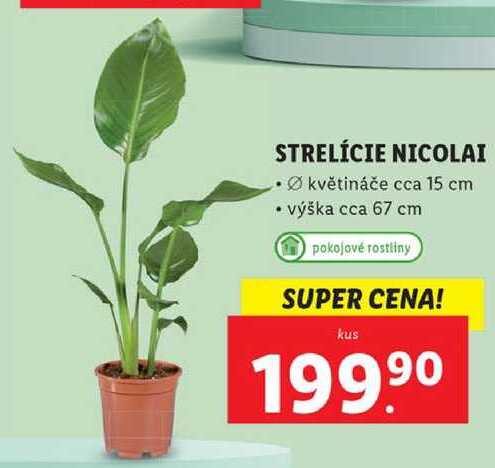 baum der reisenden zimmerpflanze Ficus Lyrata boom XL | 180 cm