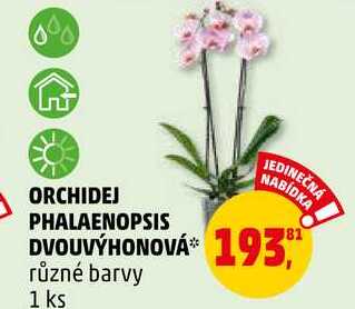 ORCHIDEJ PHALAENOPSIS DVOUVÝHONOVÁ, různé barvy 1 ks
