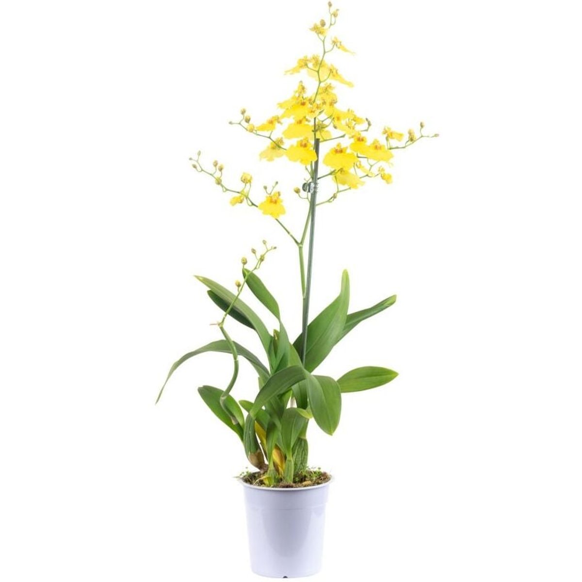 Orchidej Oncidium Ø květináče 12 cm
