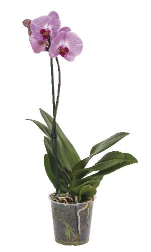 Phalaenopsis, 1 KS