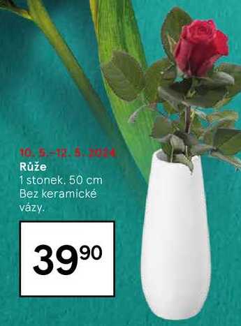 Růže 1 stonek, 50 cm
