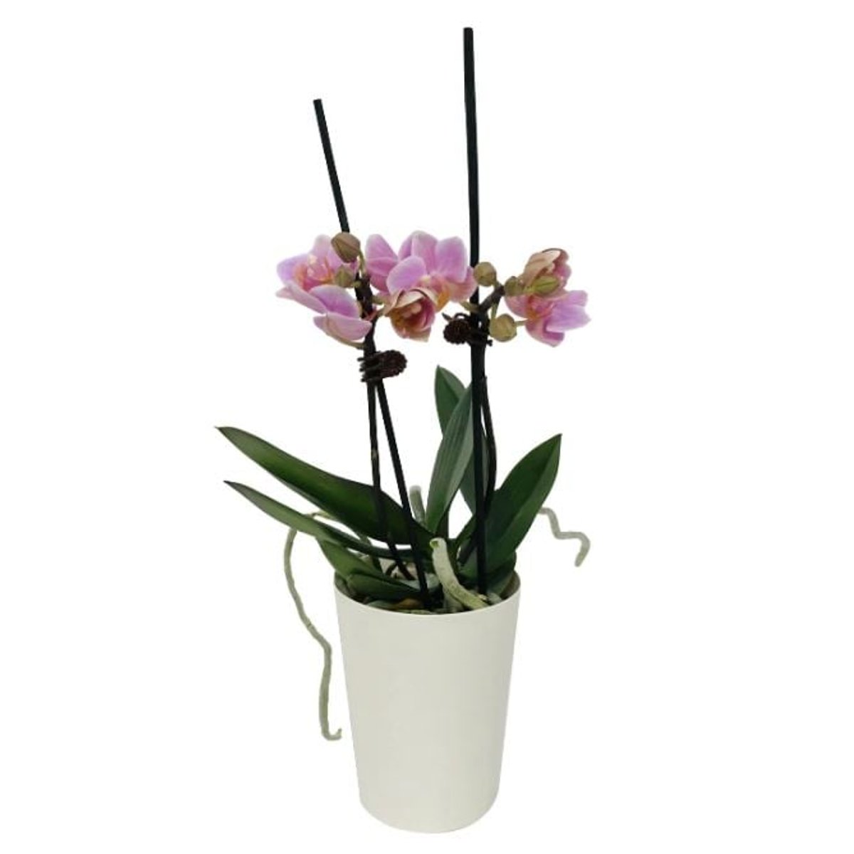 Mini orchidej Ø květináče 9 cm