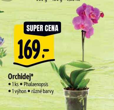   Orchidej  Phalaenopsis 1 výhon