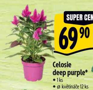 Celosie deep purple