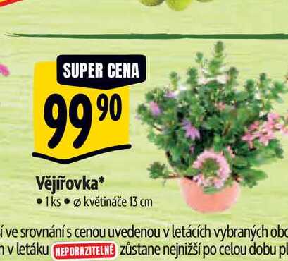   Vějířovka, pr. květináče 13 cm  