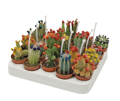 Cactus dekoratier, 1 KS