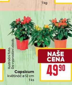 Capsicum květináč ø 12 cm 1ks 