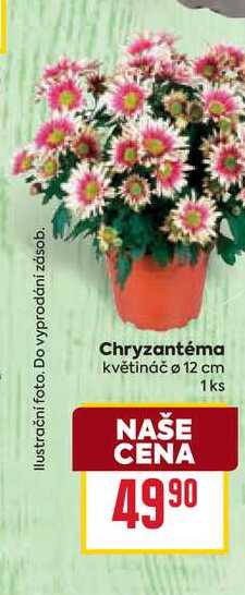 Chryzantéma květináč o 12 cm 1ks 