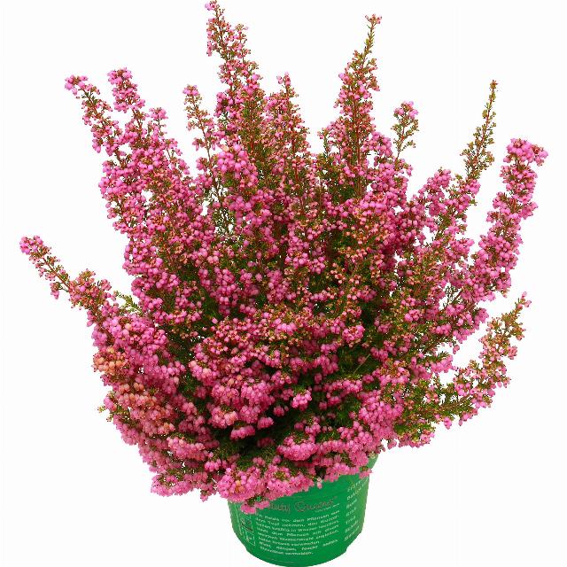 Erica gracilis Beauty Queens