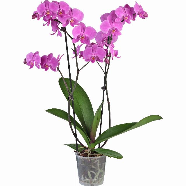 Orchidea Phalaenopsis Premium 2 výhony