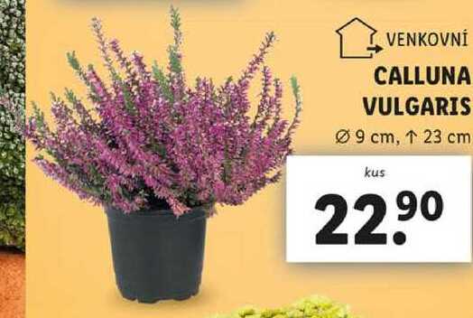 CALLUNA VULGARIS 