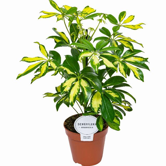 Schefflera