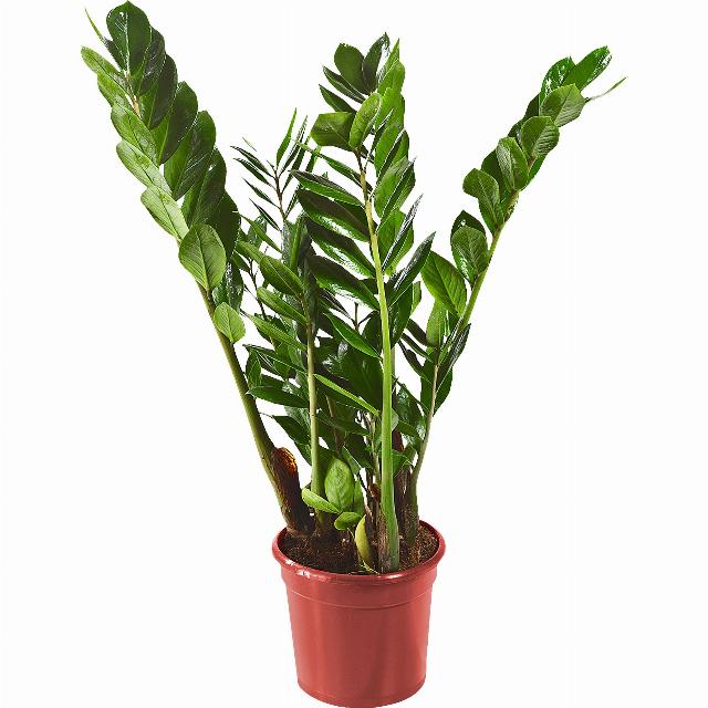 Zamioculcas