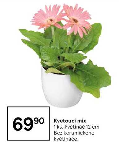 Kvetoucí mix, 1 ks, květináč 12 cm Bez keramického květináče 