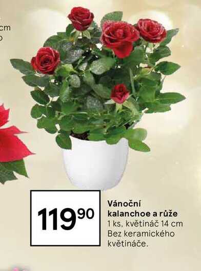 Vánoční kalanchoe a růže, 1 ks, květináč 14 cm