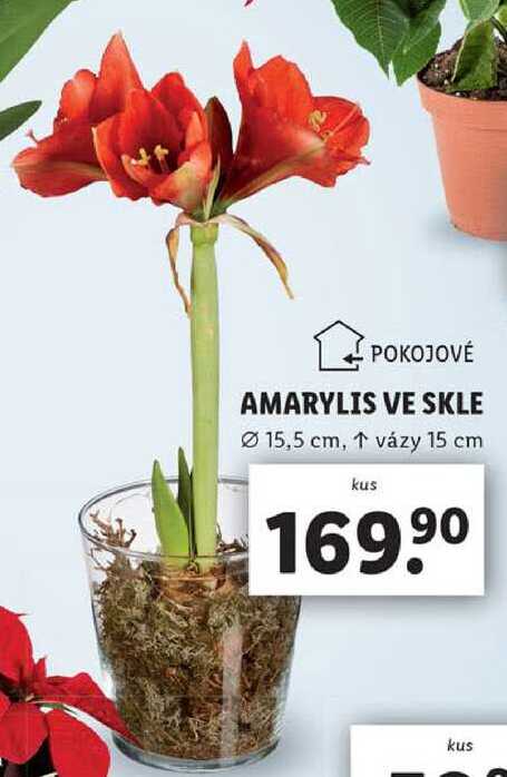 AMARYLIS VE SKLE