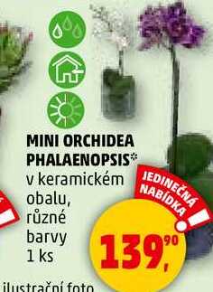 MINI ORCHIDEA PHALAENOPSIS v keramickém obalu, různé barvy, 1 ks