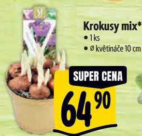 Krokusy mix