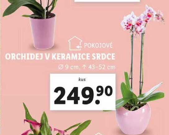 ORCHIDEJ V KERAMICE SRDCE