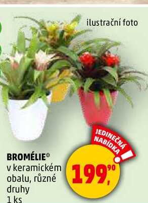 BROMÉLIE v keramickém obalu, různé druhy, 1ks