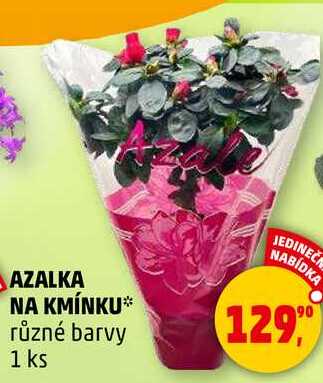 AZALKA NA KMÍNKU různé barvy, 1 ks