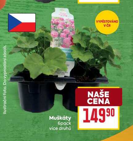 Muškáty браск více druhů