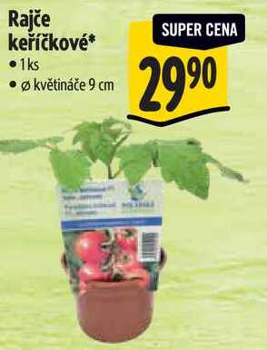 Rajče keříčkové, 1 ks