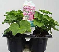 MUŠKÁT PŘEVISLÝ (PELARGONIUM PELTATUM)