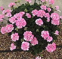 MUŠKÁT VZPŘÍMENÝ „BELLINDA” (PELARGONIUM ZONALE)