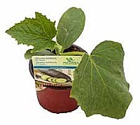 OKURKA SALÁTOVÁ (CUCUMIS SATIVUS L.)