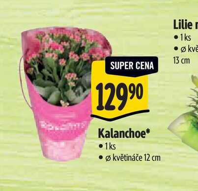   Kalanchoe, pr. květináče 12 cm 
