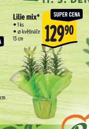   Lilie mix, pr. květináče 13 cm 