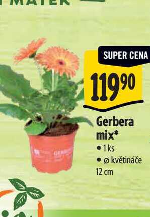  Gerbera mix, pr. květináče 12 cm 