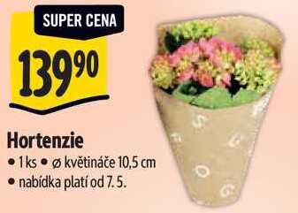 Hortenzie